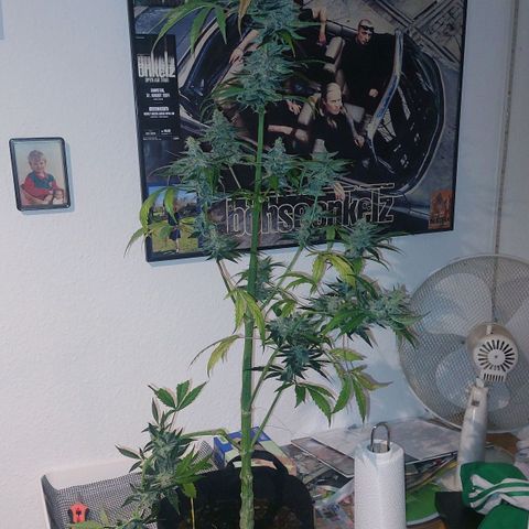 Caramello XL growlog timeline photo
