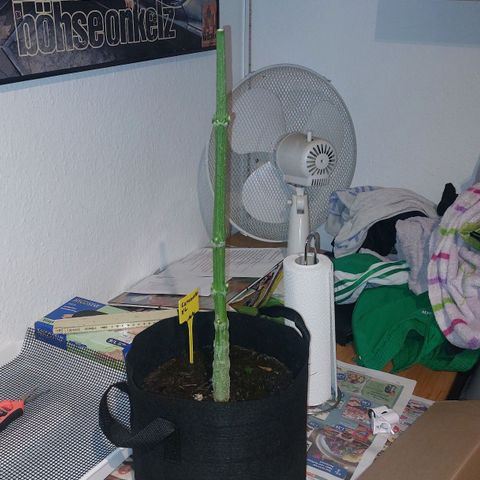 Caramello XL growlog photo: Geerntet 