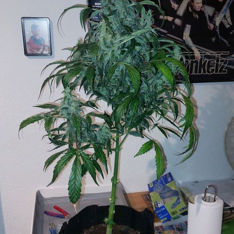 Cookies XL growlog photo: Ernte