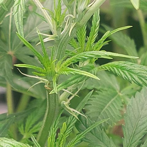 Cherry Grapefruit  growlog timeline photo