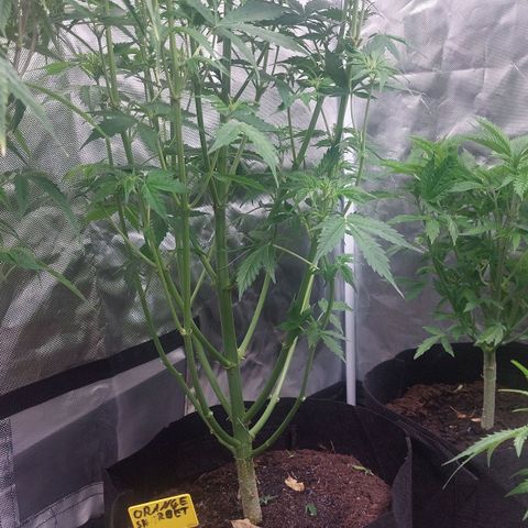 Cherry Grapefruit  growlog timeline photo