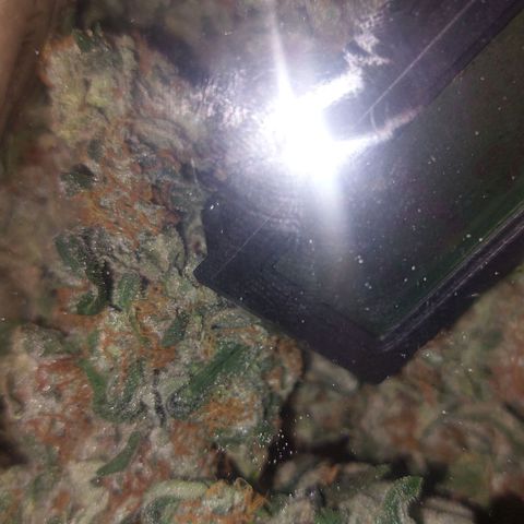 Caramello XL growlog timeline photo