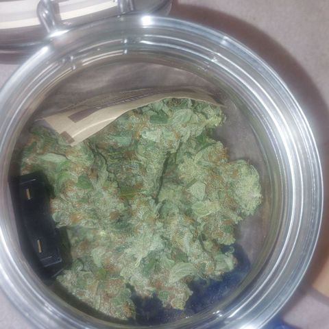 Caramello XL growlog timeline photo