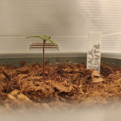 Medusa (Black Runtz) growlog photo: Abgedeckt mit Zewa, aber nah am Licht