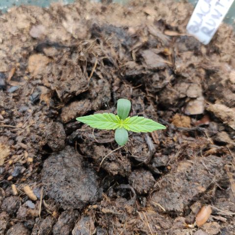 Medusa (Black Runtz) growlog photo: Mittags: Das zweite Blattpaar kündigt sich an 