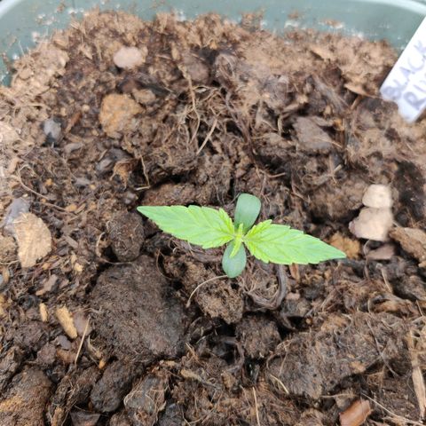 Medusa (Black Runtz) growlog photo: Das zweite Blattpaar wächst