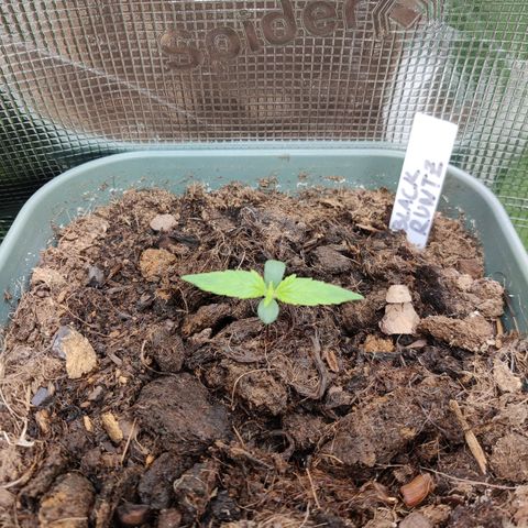 Medusa (Black Runtz) growlog photo: Das zweite Blattpaar wächst