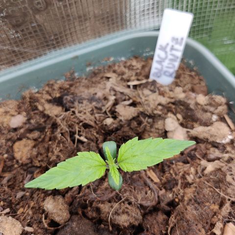 Medusa (Black Runtz) growlog photo: 3-Finger-Blätter kommen