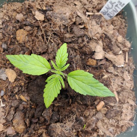 Medusa (Black Runtz) growlog photo: 5-Finger-Blätter kommen