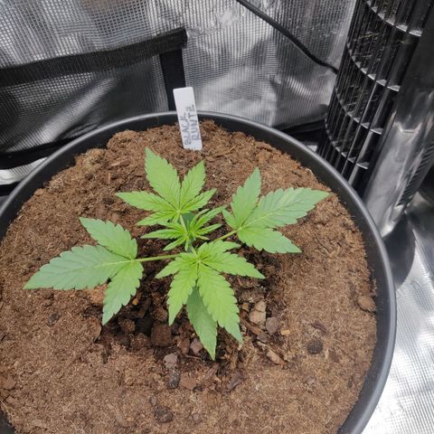 Medusa (Black Runtz) growlog timeline photo
