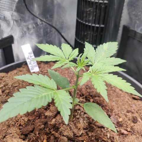 Medusa (Black Runtz) growlog timeline photo