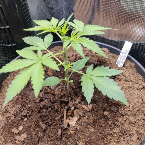 Medusa (Black Runtz) growlog timeline photo