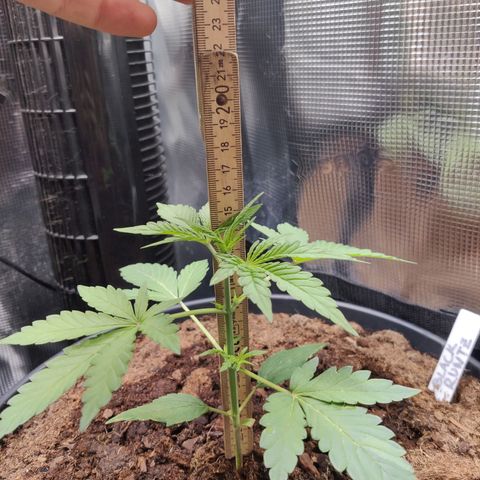 Medusa (Black Runtz) growlog timeline photo