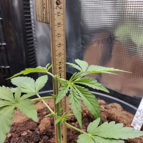 Medusa (Black Runtz) growlog photo: Bei 13cm getoppt, über der 4.Nodie.
Keimblätter & Auswüchse der 1.Nodie entfernt.
Soll sich auf 6 Triebe konzentrieren. 