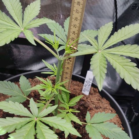 Medusa (Black Runtz) growlog photo: Erste Pistillen gesichtet!!!