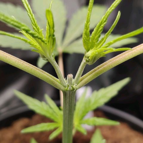 Medusa (Black Runtz) growlog photo: Erste Pistillen gesichtet!!!