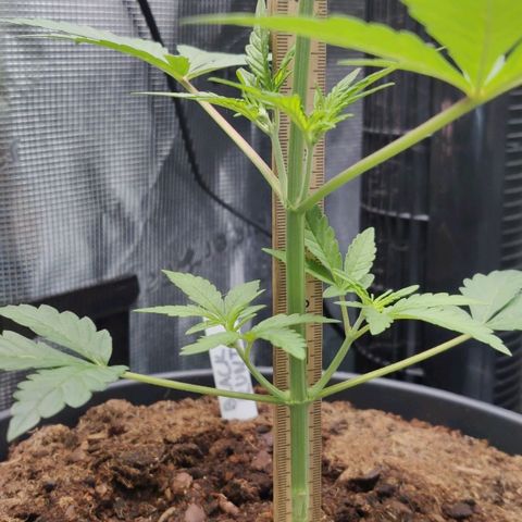 Medusa (Black Runtz) growlog photo: Erste Pistillen gesichtet!!!