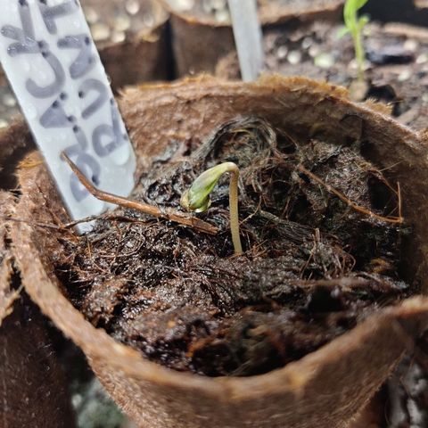 Medusa (Black Runtz) growlog timeline photo