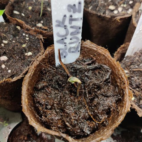 Medusa (Black Runtz) growlog timeline photo