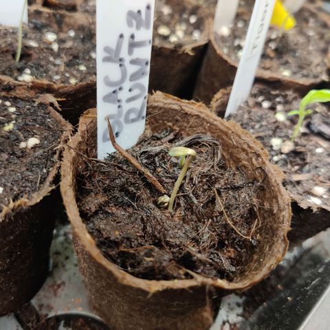 Medusa (Black Runtz) growlog timeline photo