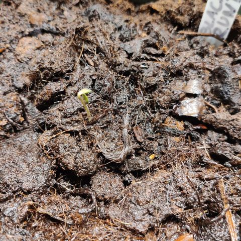 Medusa (Black Runtz) growlog timeline photo
