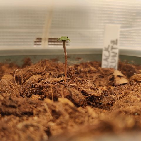 Medusa (Black Runtz) growlog timeline photo