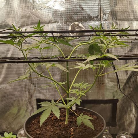 Medusa (Black Runtz) growlog timeline photo