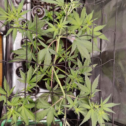 Medusa (Black Runtz) growlog timeline photo