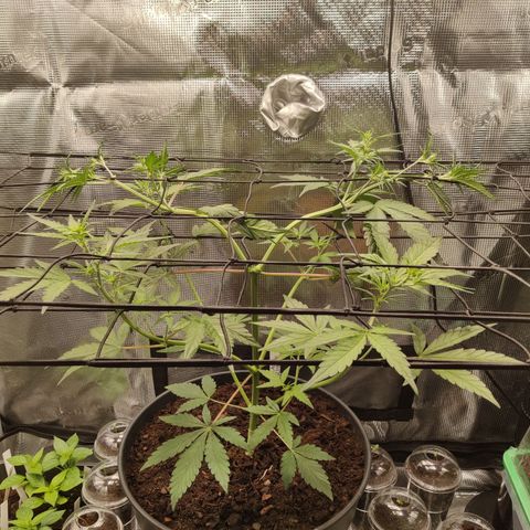 Medusa (Black Runtz) growlog timeline photo