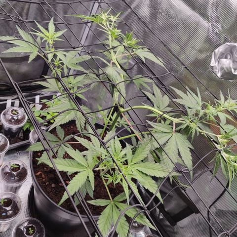 Medusa (Black Runtz) growlog timeline photo