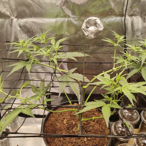 Medusa (Black Runtz) growlog timeline photo