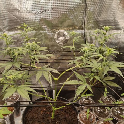 Medusa (Black Runtz) growlog timeline photo