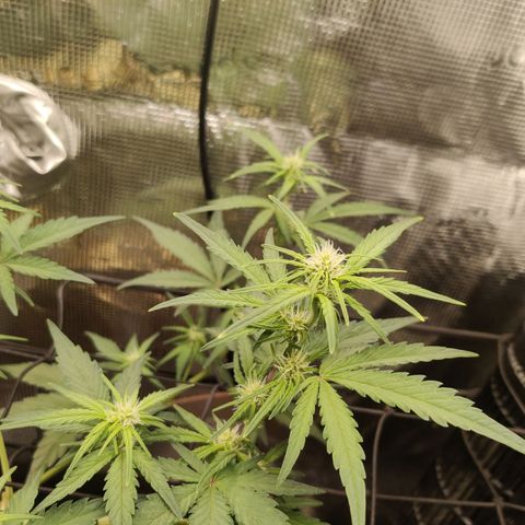 Medusa (Black Runtz) growlog timeline photo