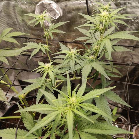 Medusa (Black Runtz) growlog timeline photo