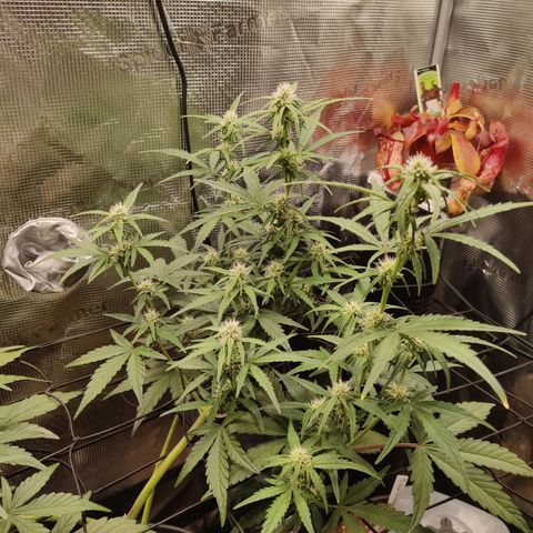 Medusa (Black Runtz) growlog timeline photo