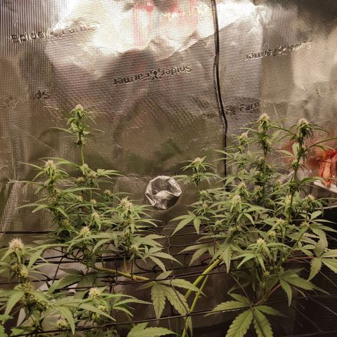 Medusa (Black Runtz) growlog timeline photo