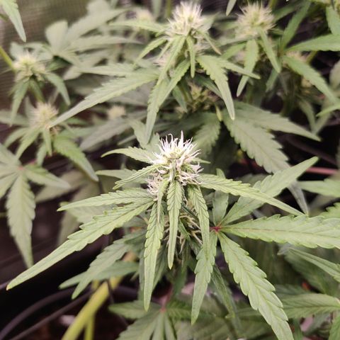 Medusa (Black Runtz) growlog timeline photo