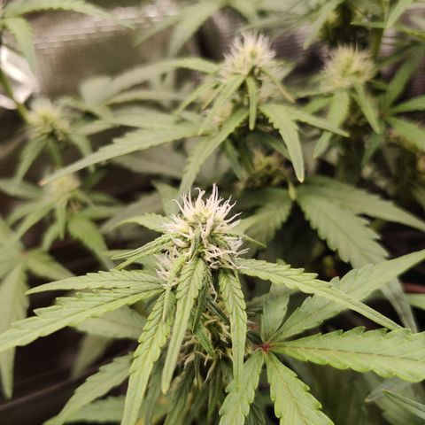 Medusa (Black Runtz) growlog timeline photo