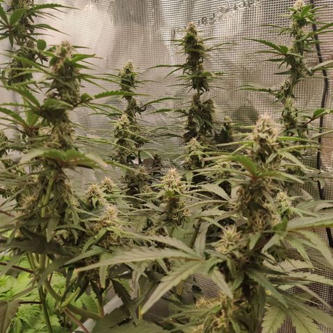 Medusa (Black Runtz) growlog timeline photo