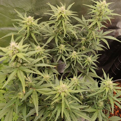 Medusa (Black Runtz) growlog timeline photo