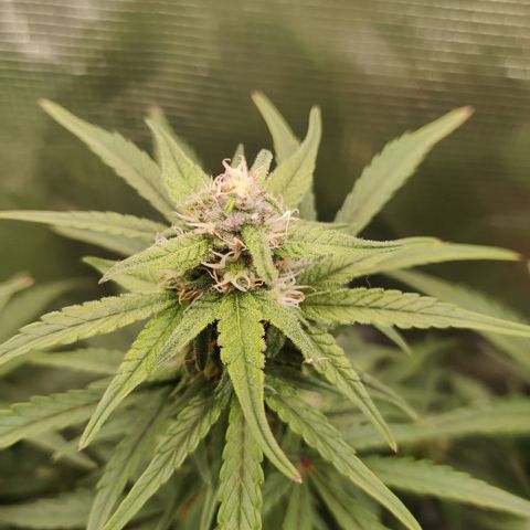 Medusa (Black Runtz) growlog timeline photo