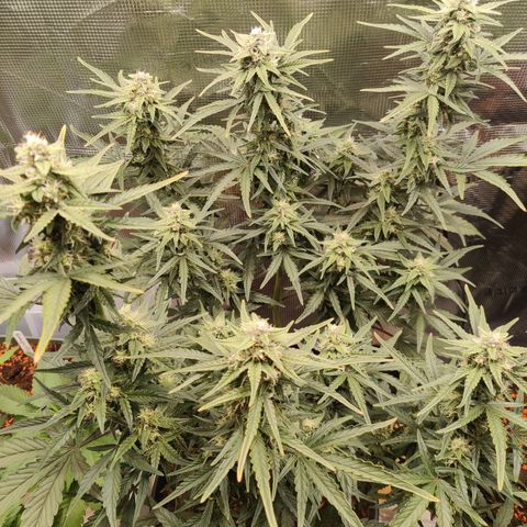 Medusa (Black Runtz) growlog timeline photo