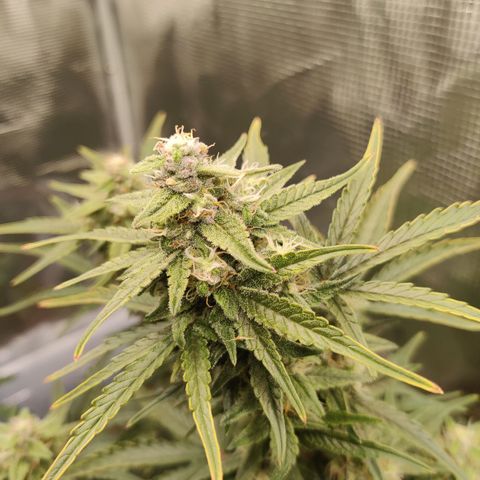 Medusa (Black Runtz) growlog timeline photo