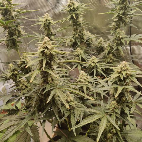 Medusa (Black Runtz) growlog timeline photo