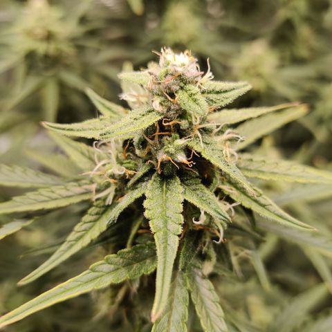 Medusa (Black Runtz) growlog timeline photo