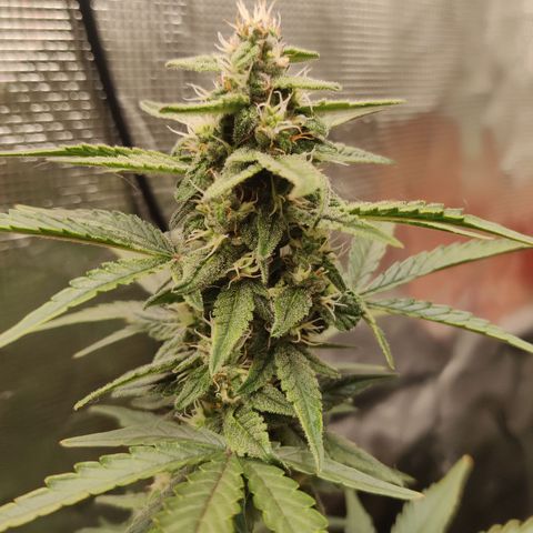 Medusa (Black Runtz) growlog timeline photo