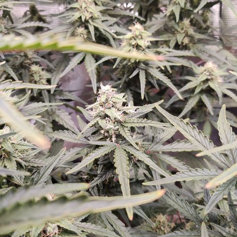 Medusa (Black Runtz) growlog timeline photo