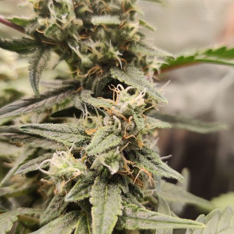 Medusa (Black Runtz) growlog timeline photo