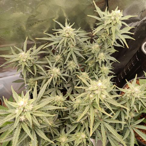 Medusa (Black Runtz) growlog timeline photo