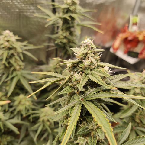 Medusa (Black Runtz) growlog timeline photo